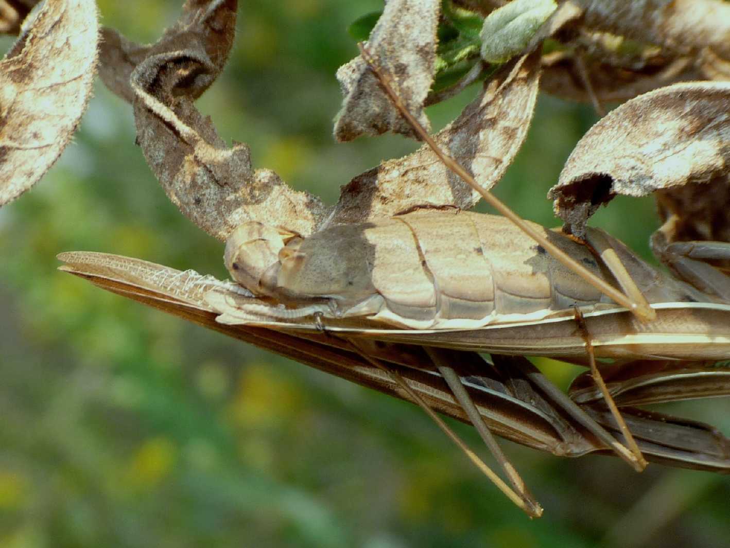 Accoppiamento Mantis religiosa